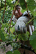 Harvest Photos